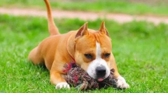 American staffordshire terrier